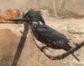 /album/photogallery/great-kingfisher-2-marakissa-jpg/